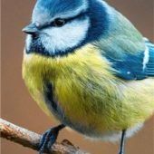 Bund Naturschutz lädt zur Vogelbeobachtung