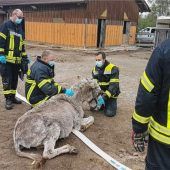 Feuerwehr befreit Esel aus Traktorreifen