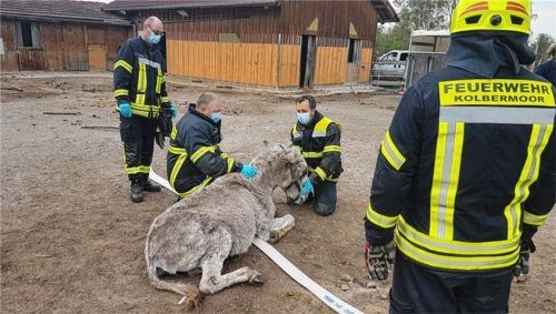 Nach der Befreiung aus dem Reifen kümmerten sich die Einsatzkräfte rührend um das verunglückte Tier.