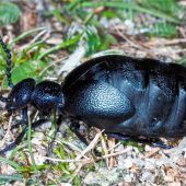 Ein flotter, aber tödlicher Käfer
