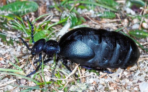 Schwerfällig und träge bewegt sich der auffällige Ölkäfer fort. Foto dpa