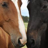 Die Reiter scharren mit den Hufen