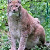 Dicker Luchs Rufus gestorben