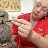 Pechvogel von Baum geweht