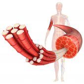 Faszientraining daheim