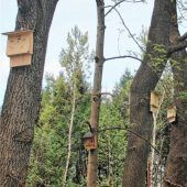 Nistkästen  für Vögel und Fledermäuse