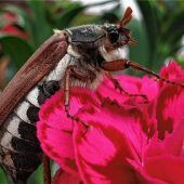 Wo sich Hummeln, Bienen, Spechte, Eichhörnchen und selbst Maikäfer gerne tummeln