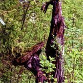 Mit Fantasie durch die Natur