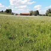 Blühflächen bieten Lebensraum