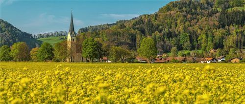 Blühendes Wunder: Auch die Tourismusgemeinde Nußdorf hat Urlaubern viel zu bieten. Trotz umfangreicher Hygienekonzepte in den Tourismusbetrieben ist ein spürbarer Anstieg bei den Buchungen zu verzeichnen. Unser Bild zeigt die Rapsblüte an der Kirche St. Leonhard. Foto Nitzsche