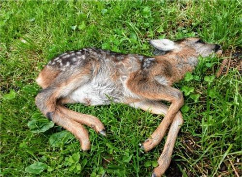 Das kleine Rehkitz wurde von einem Dalmatiner gerissen und ist qualvoll verendet.Foto Jagdgenossenschaft Kiefersfelden