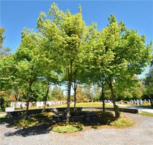 Die Linden müssen weichen: Die Stadt will an dieser Stelle Tulpenbäume pflanzen.Fotos Schlecker