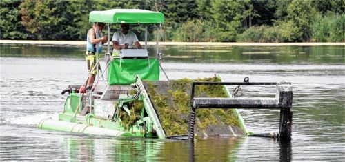 Die Seekuh mäht die Algen unter der Wasseroberfläche und reinigt den See.