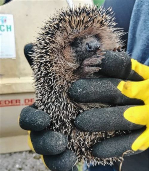 Dieser kleine Kerl lebt jetzt wieder im Garten. Fotos  Peterson