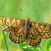 Was fliegt und springt im Thalkirchener Moos?