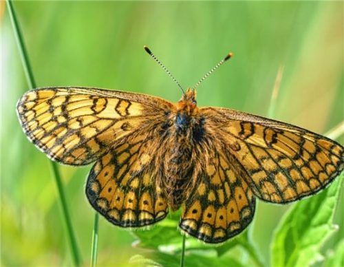 Eher unbekannt ist der goldene Scheckenfalter. Das Foto entstand bei einer Begehung im Thalkirchener Moos.