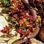 Glücklich über Blindschleichen