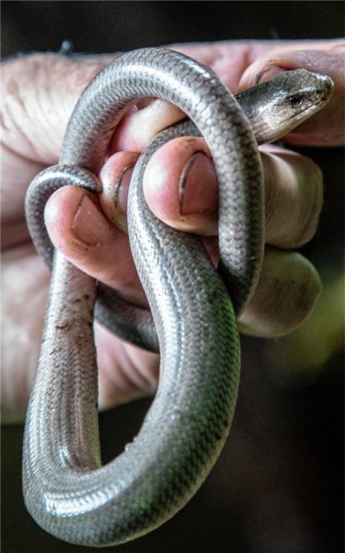 Eine Blindschleiche windet sich in der Hand.Foto  dpa