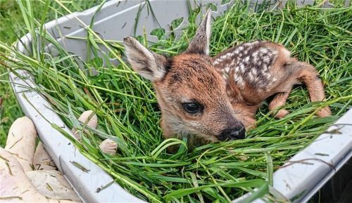 Gerettet: Ein Junges wird in einem Korb in Sicherheit gebracht. Foto Wildtierhilfe Amerang