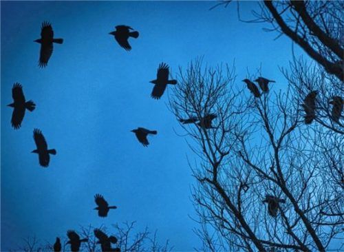 Groß und laut: Saatkrähen, wie auf diesem Symbolbild, stören mit ihrem Krächzen einen Anwohner im Rosenheimer Ortsteil Oberwöhr.Foto DPA