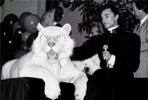 Heimspiel für „Siegfried und Roy“: Im Rahmen des Besuchs im Jahr 1992 trat das Magier-Duo auch im Rosenheimer Kuko auf. Dabei präsentierte Roy auch einen weißen Tiger.Foto Ziegler