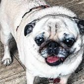 Hundedame Lola sehnt sich nach Zuwendung