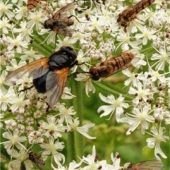 Blüten für Insekten im Garten