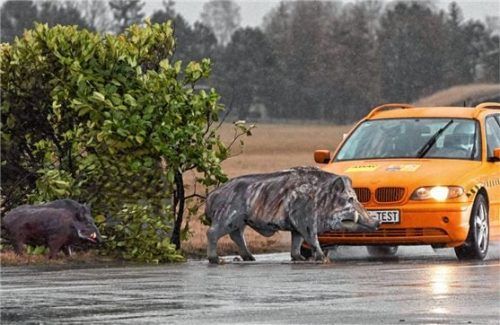 Können Notbremsassistenten vor einer Kollision schützen? Foto ADAC