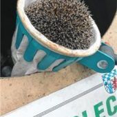 Hungriger Stachelritter auf Abwegen