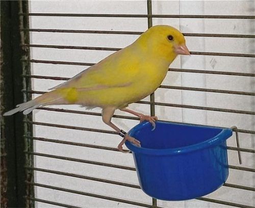 Piepmatz sucht Anschluss: Goldie trällert lieber in Gemeinschaft als ganz alleine. Foto  re