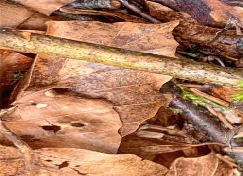 rochie schneckenhaus hoe