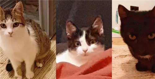 Sally, Pino und Kira (von links)– drei heimatlose Fellnasen. Foto RE