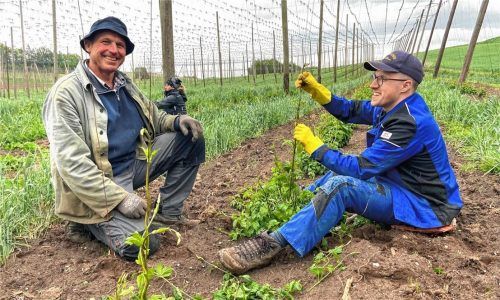 Unerwarteter Einblick in den Hopfenanbau: Andreas Höhensteiger (rechts) aus Mietraching bei seinem Einsatz auf den Feldern von Hopfenbauer Toni Wittmann in der Hallertau. Fotos  Connecting.Art