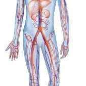 Beobachtungsstudien: Medikamente gegen Bluthochdruck erhöhen nicht das Covid-19-Risiko