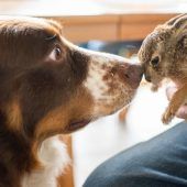 Das traurige Ende einer tierischen Freundschaft