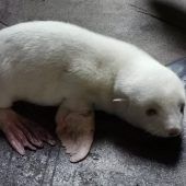 Kleine Weltsensation