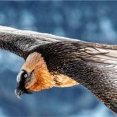 Schutz für Greifvögel