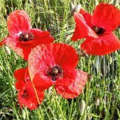 Die Rückkehr der Mohnblumen