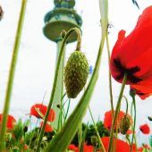 Blütenpracht unter dem Fernsehturm