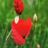 Klatschmohn säumt den Damm