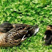 Tierisches Familienidyll im Stadtpark