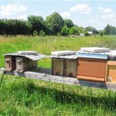 Bienenstöcke geklaut, 10000 Tiere weg