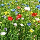 Blühende Landschaften