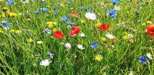 Auf 20000 Quadratmetern im Landkreis Mühldorf wird es in diesem Jahr wie auf unserem Bild aussehen. Foto  Bauer