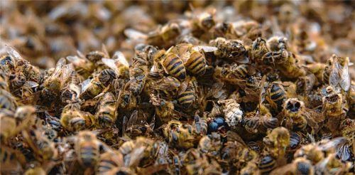 Bienen und andere Nützlinge fallen dem prophylaktischen Pestizideinsatz zum Opfer. Foto Pixabay