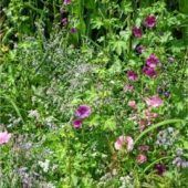 Landwirte pflanzen für die Artenvielfalt