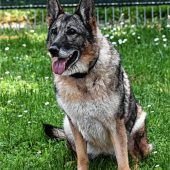 „Arbeitslose“ Cora Lee liebt das Autofahren