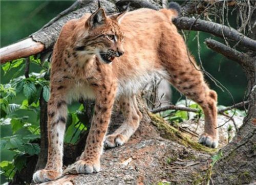 Den Luchs können Besucher des ältesten Nationalparks Deutschlands, den Nationalpark Bayerischer Wald, entdecken. Foto Tourismusverband Ostbayern