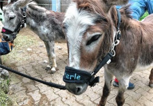 Die Esel Peterle (rechts) und Lucia.