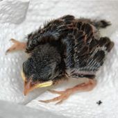 Spatz-Küken fällt aus Nestund wird jetzt aufgepäppelt
